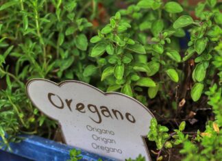planet fox oregano