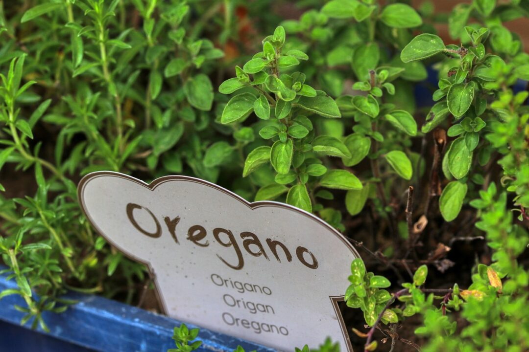planet fox oregano