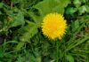 s ms dandelion