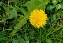 s ms dandelion