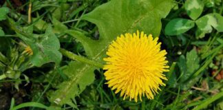s ms dandelion