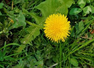 s ms dandelion