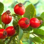 rose hip