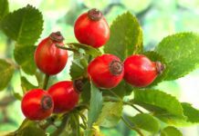 rose hip