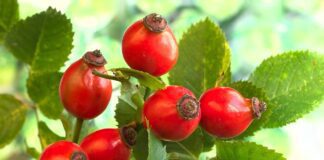 rose hip