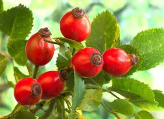 rose hip