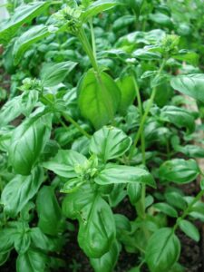 artverau basil
