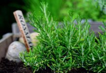 congerdesign rosemary