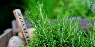 congerdesign rosemary