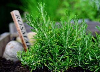 congerdesign rosemary