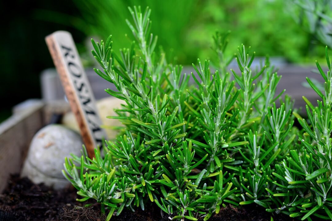 congerdesign rosemary