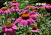 leoleobobeo pink echinacea