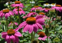 leoleobobeo pink echinacea