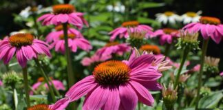 leoleobobeo pink echinacea