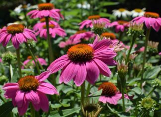 Echinacea na podzim: tradiční bylina, která patří do domácí bylinné zásoby leoleobobeo pink echinacea