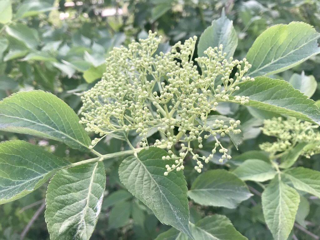 photostory flowering