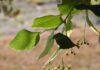 satynek lime tree