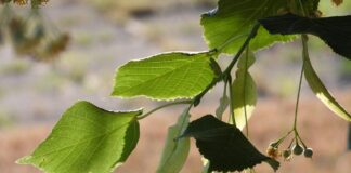 Lípa do podzimní zásoby: Proč si její květ schovat na chladnější měsíce – recepty satynek lime tree