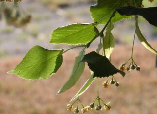 satynek lime tree
