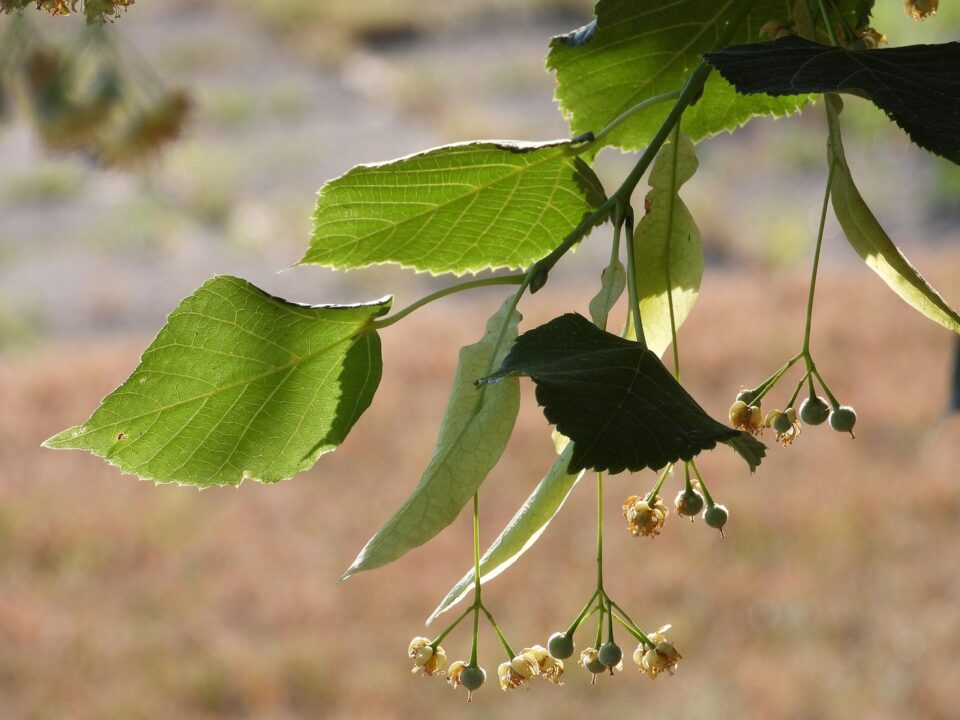 satynek lime tree