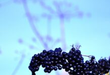 sherpa elderberry