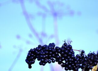 Bez černý po létě: Podzimní poklad ukrytý v květech i tmavých plodech sherpa elderberry