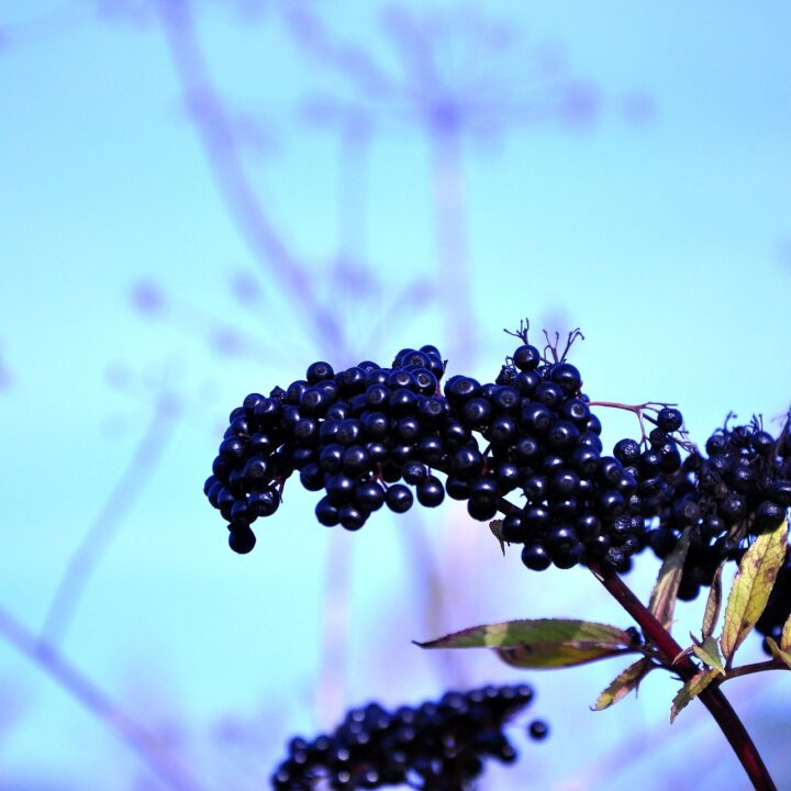 sherpa elderberry