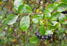 utroja chokeberry