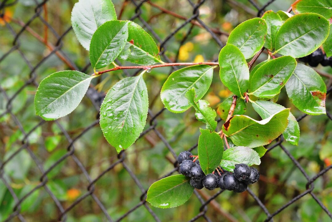 utroja chokeberry