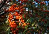 Rakytník: Plody plné vitaminů a možnosti jejich zpracování sea buckthorn