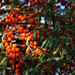 sea buckthorn