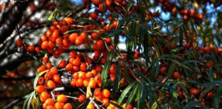 sea buckthorn