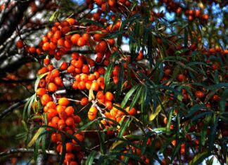 Rakytník: Plody plné vitaminů a možnosti jejich zpracování sea buckthorn