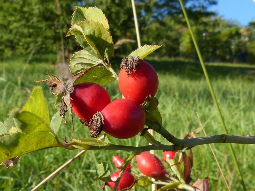 rose hip