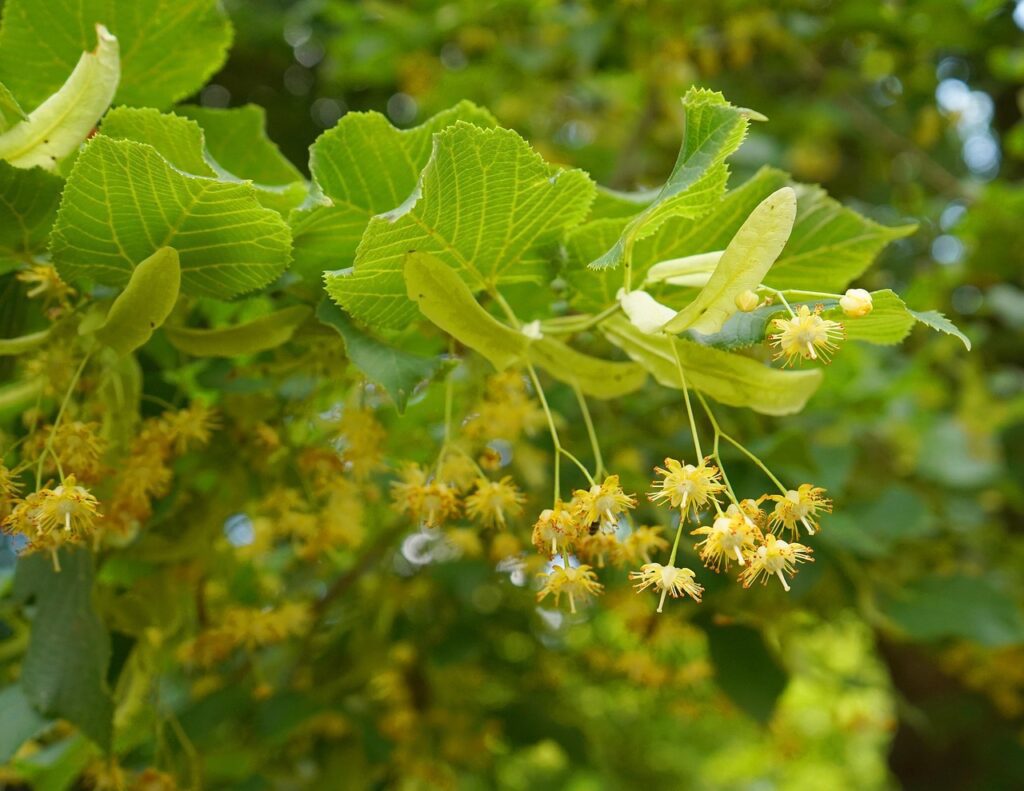 dekanda blossom