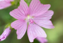 didgeman mallow