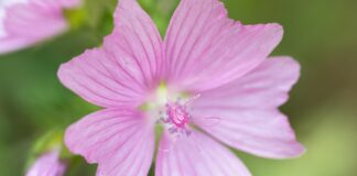 didgeman mallow