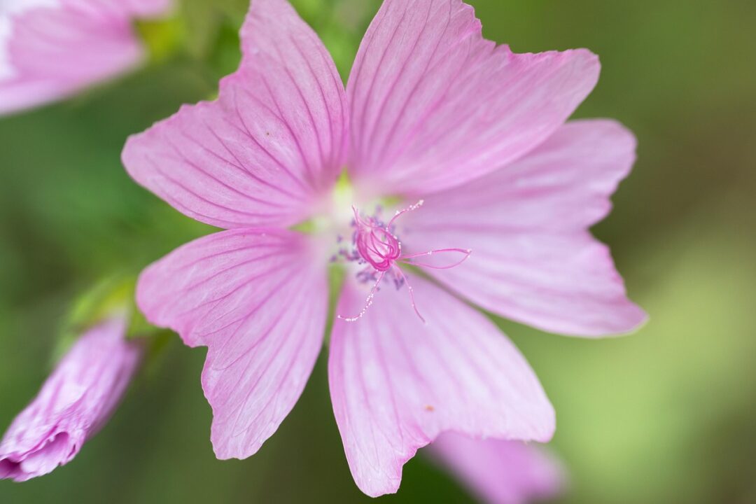 didgeman mallow