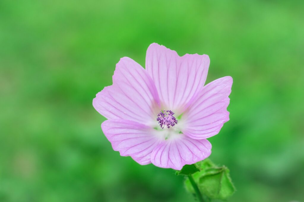 didgeman musk mallow