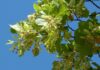 Lípa: Proč mít doma zásobu lipového květu falco linden tree