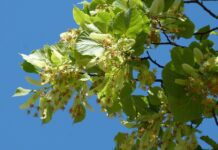 falco linden tree