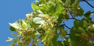 falco linden tree