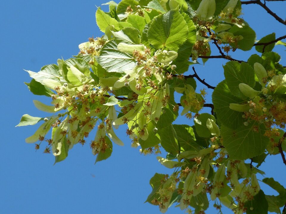 falco linden tree