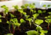 gartengoere radish