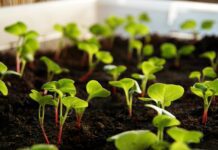 gartengoere radish
