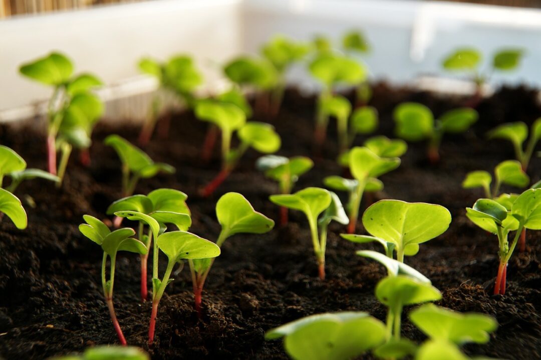 gartengoere radish