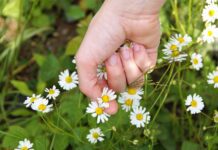 ivabalk chamomile