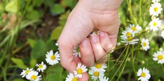 ivabalk chamomile