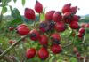 jurgko rose hip