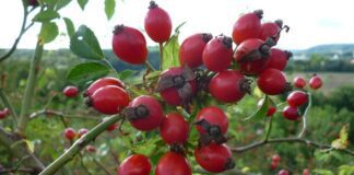 jurgko rose hip